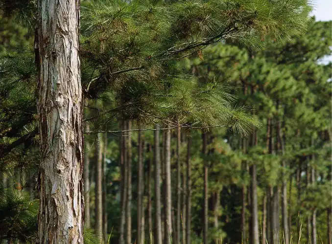 A loblolly pine tress with a slender trunk, thin needles, and scaly bark.