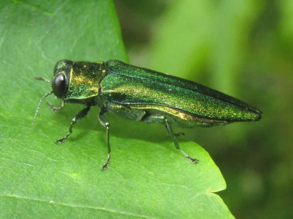 Battling the Emerald Ash Borer