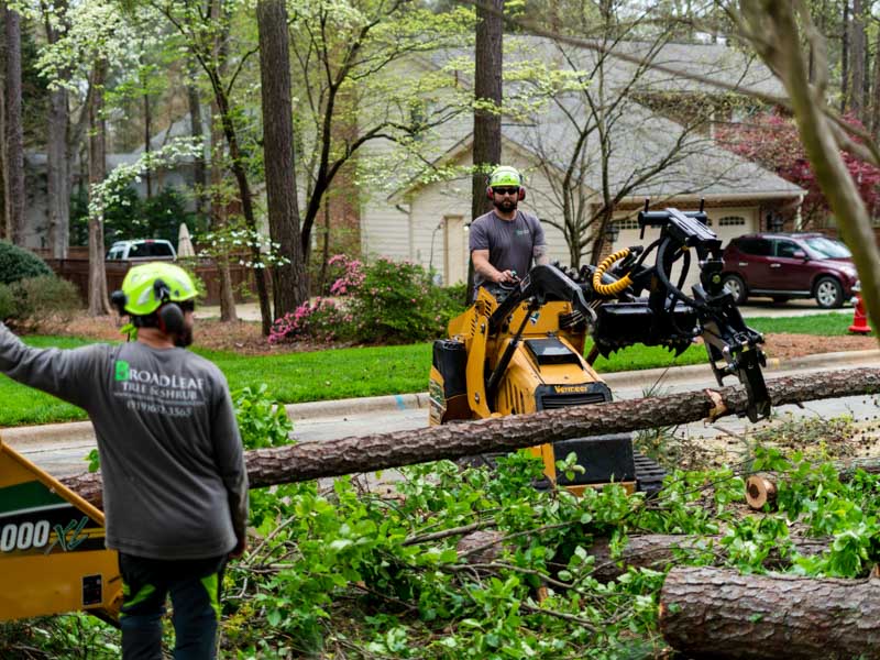 importance-professional-tree-removal-service-residence