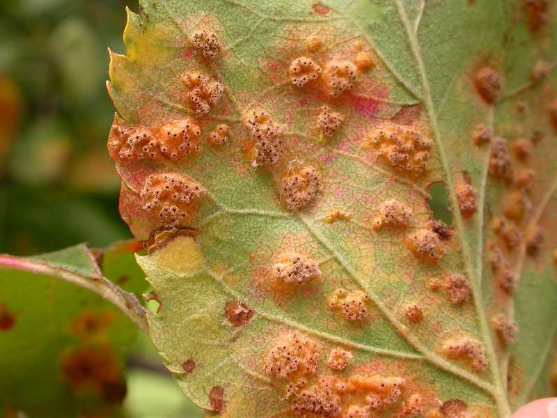 Cedar apple rust disease