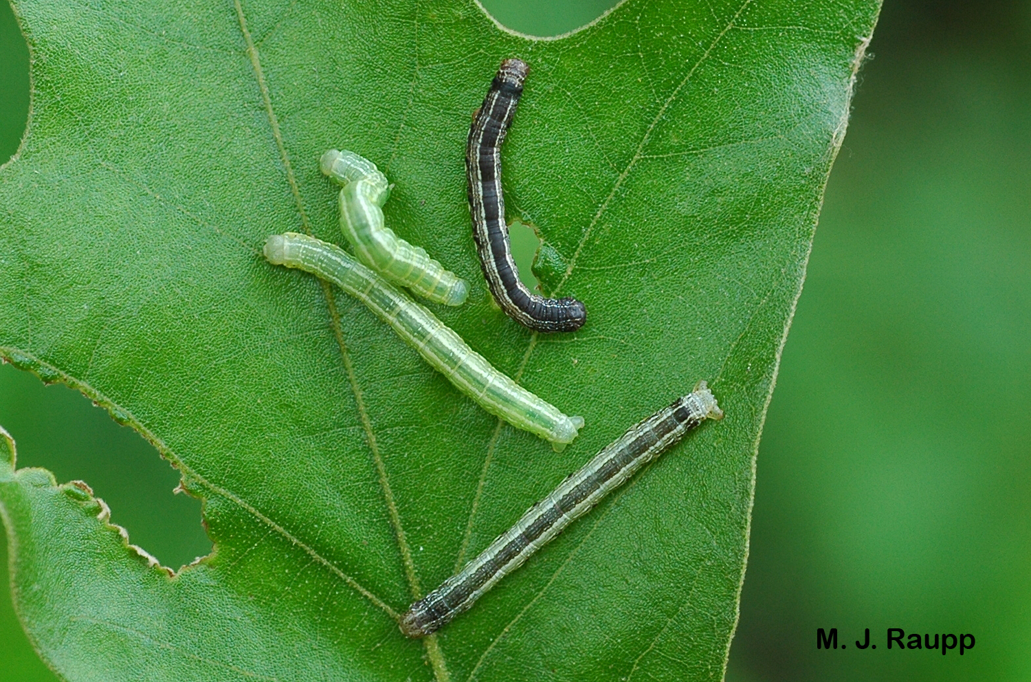 Cankerworm Incursion: Deciphering the Menace to Arboreal Health