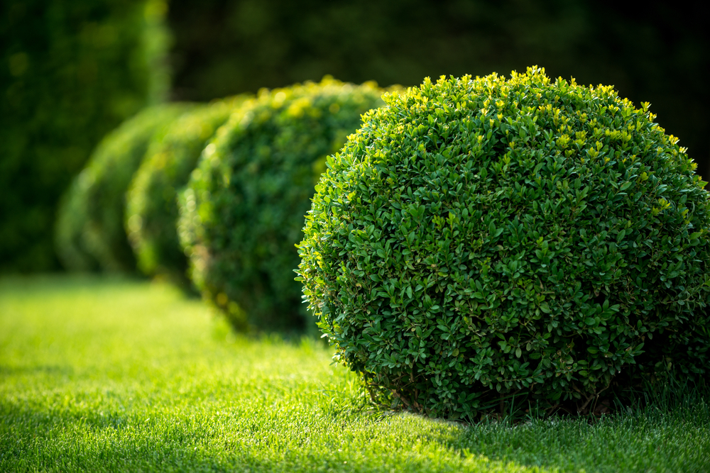 Top 5 Benefits of Trees and Shrubs