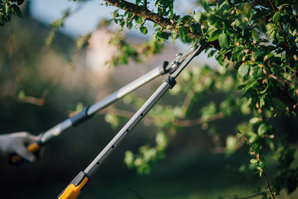 Tree Pruning: Everything You Need to Know
