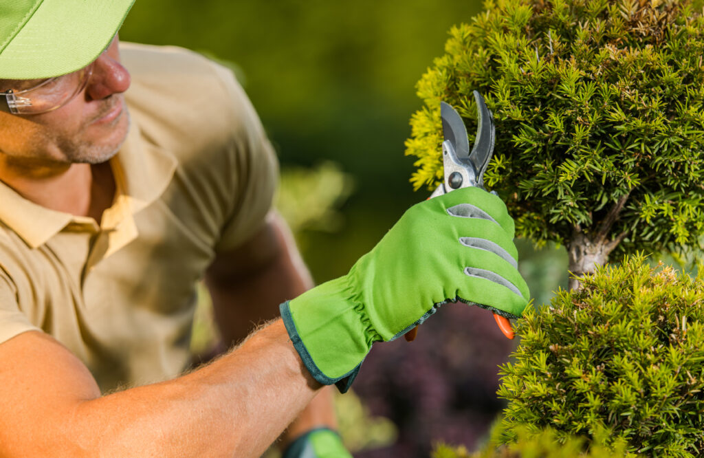 How to Care for Your Shrubs After Pruning 2024