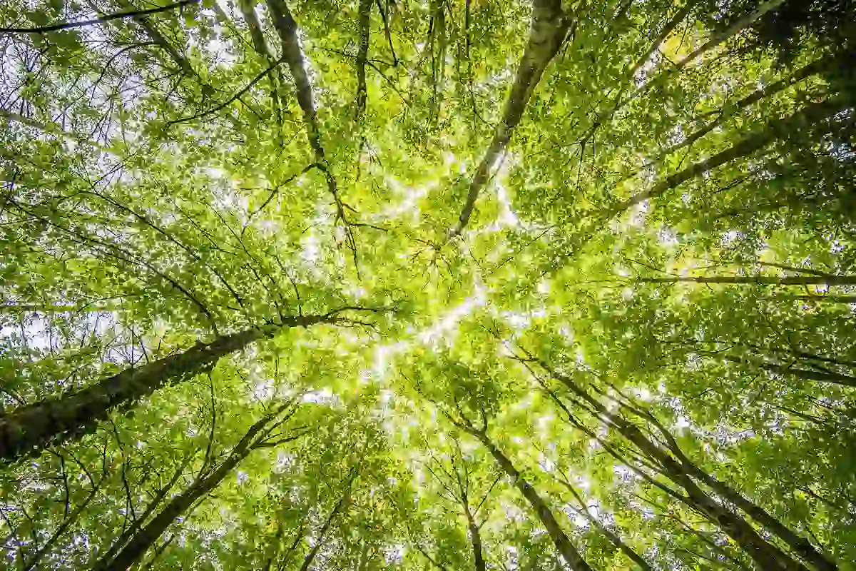 Choosing Trees for Resilience in NC