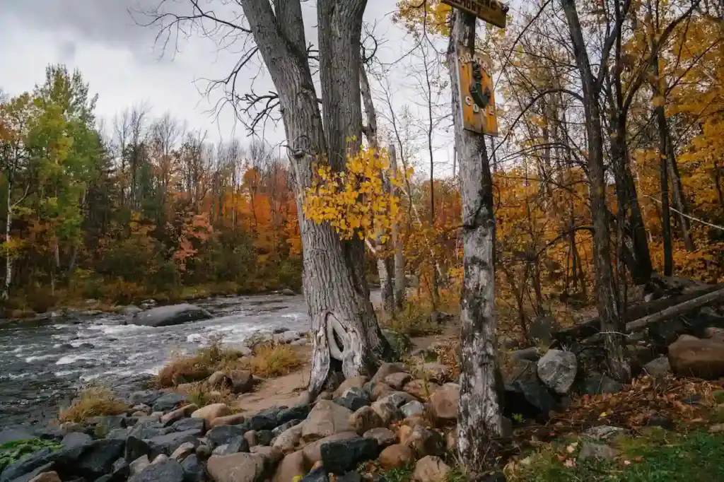 trees by river