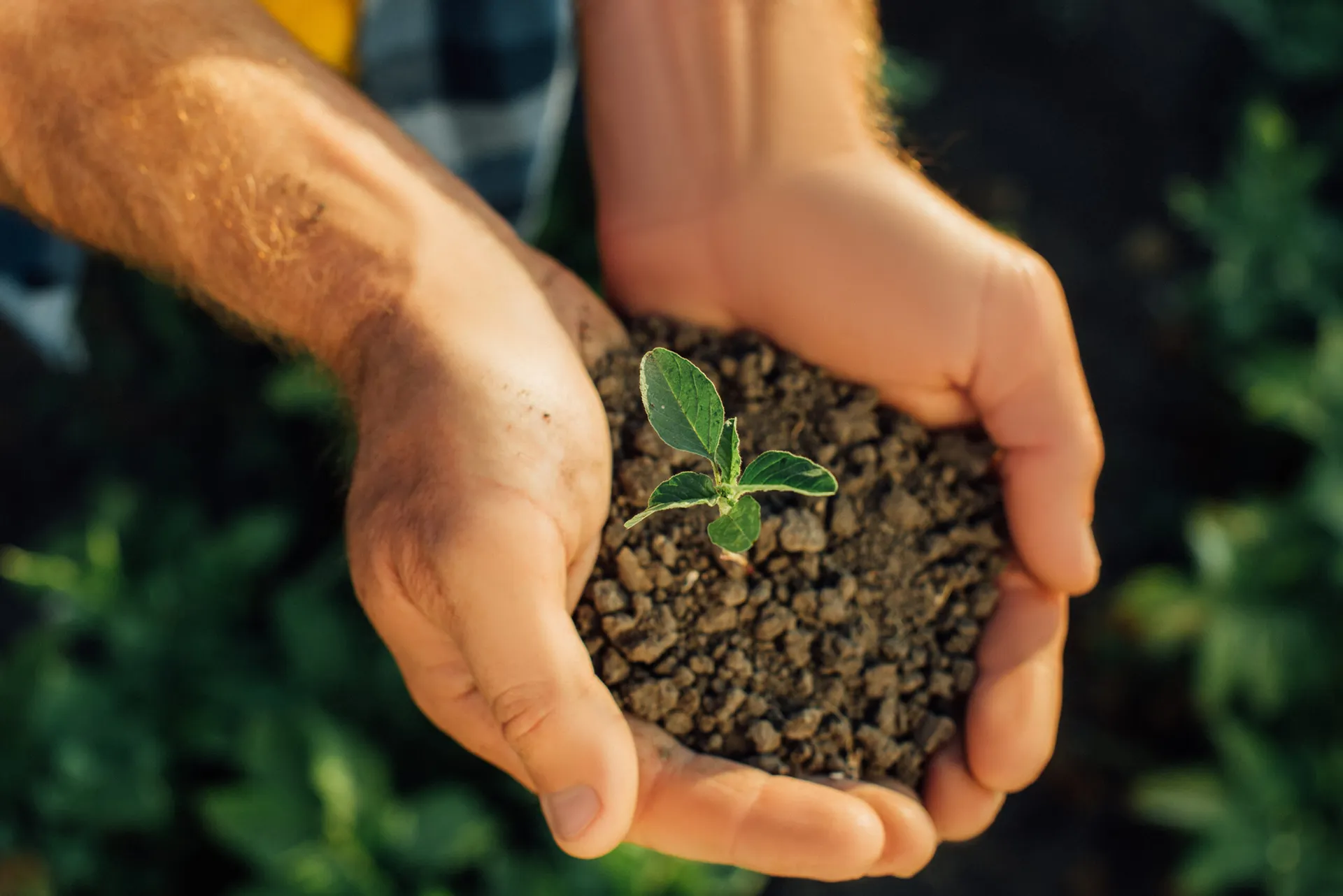 How Urbanization Affects Soil Quality and Tree Survival in Durham, NC