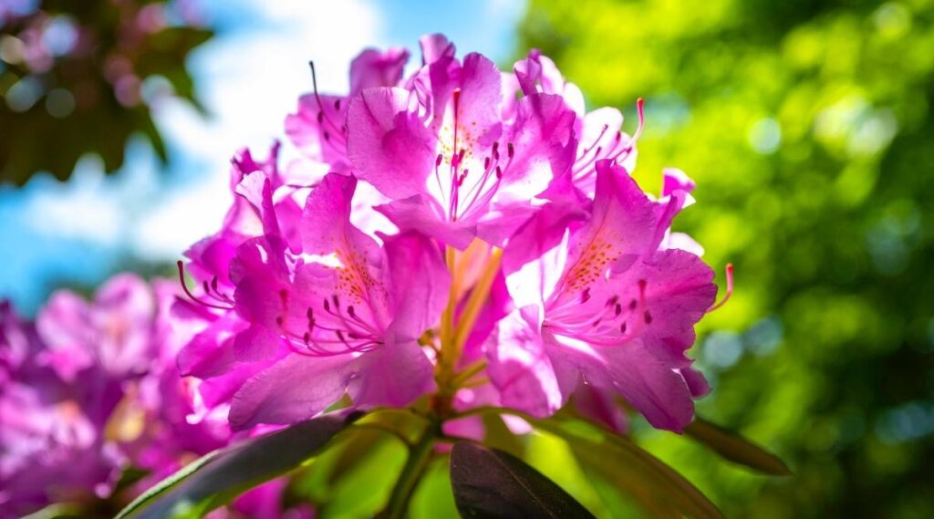 Rhododendrons shrub