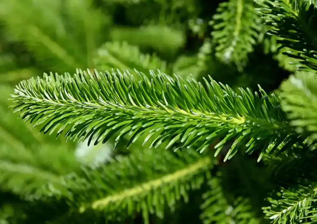 Christmas Trees with Improved Genetics