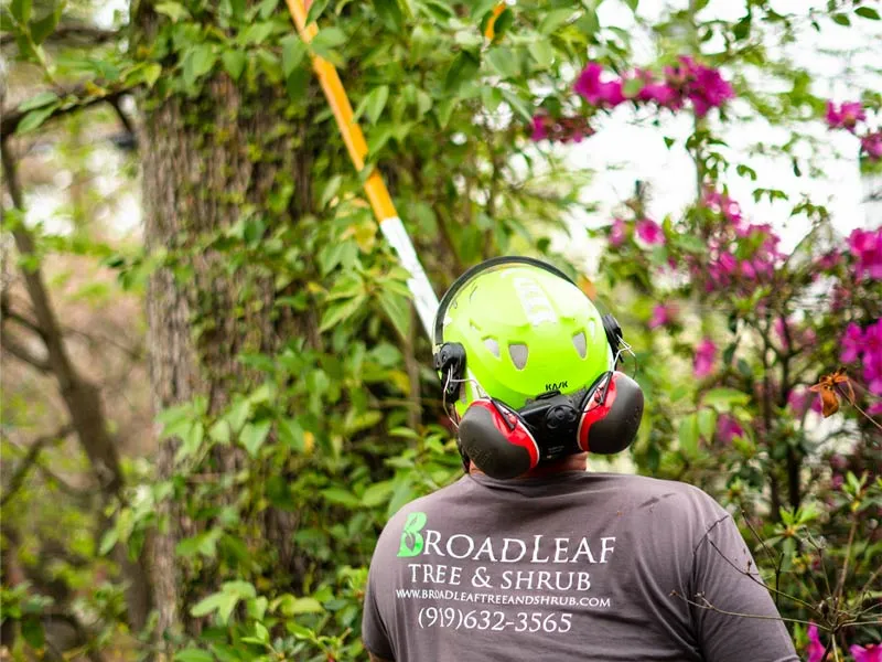 A plant health care expert works to implement optimal plant health care practices in a homeowner's yard by trimming a tree.