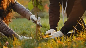 planting a tree - two people planting a tree