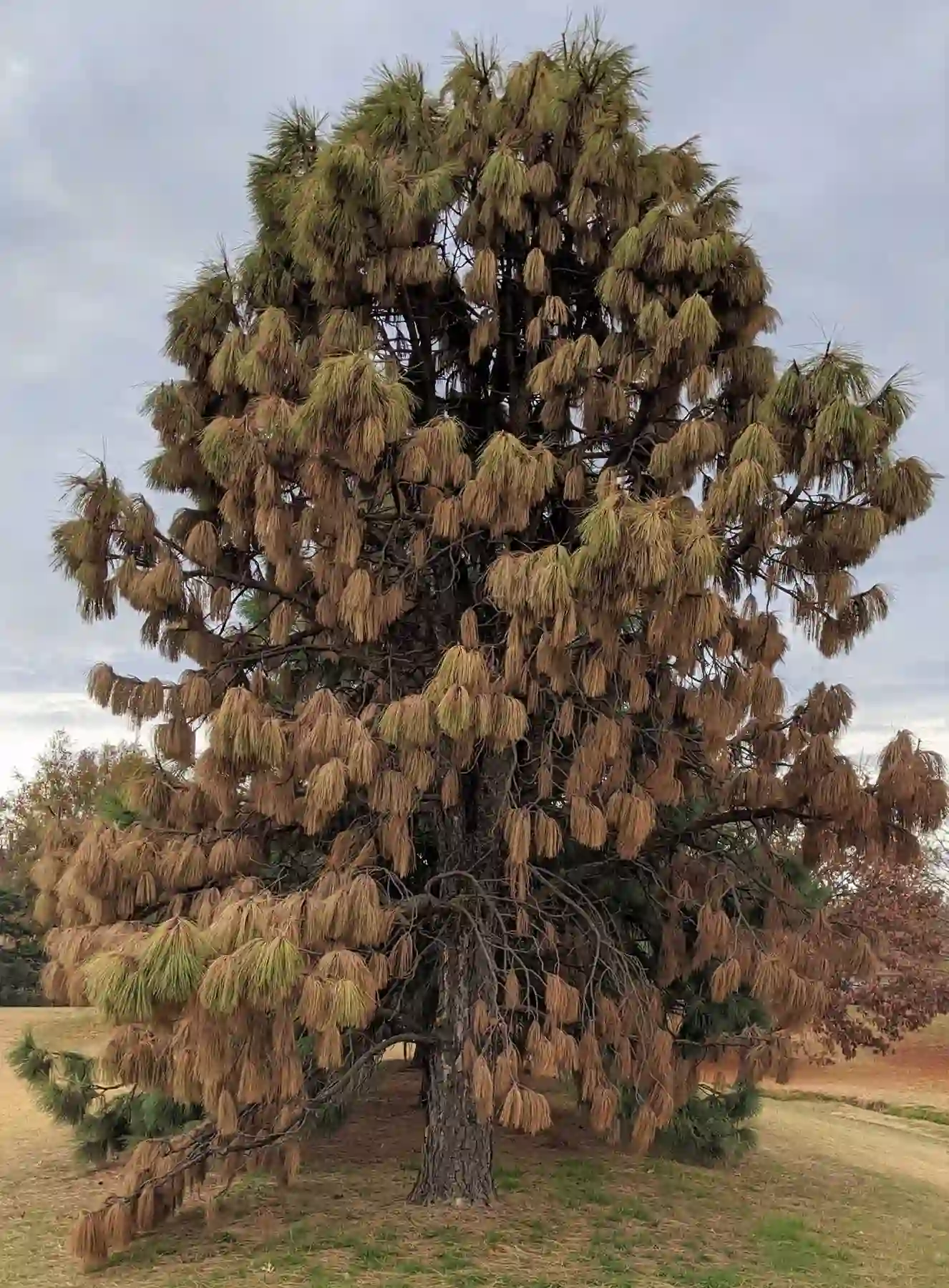 Pine Wilt Disease: A Menace to Pine Trees