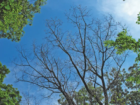 Oak Wilt Disease: A Threat to Oak Trees