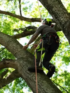 tree removal durham nc