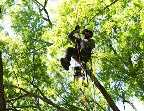 tree removal durham nc