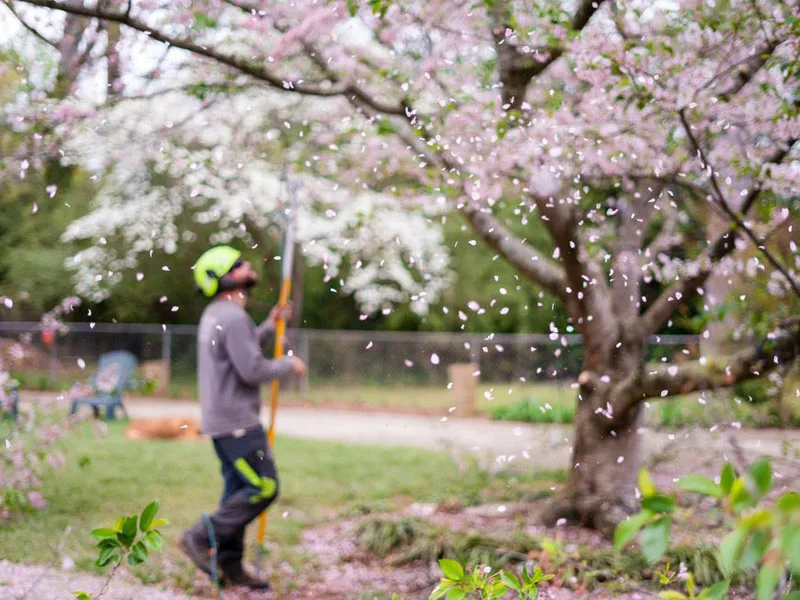 A professional tree trimmer provides tree services in Apex, NC.