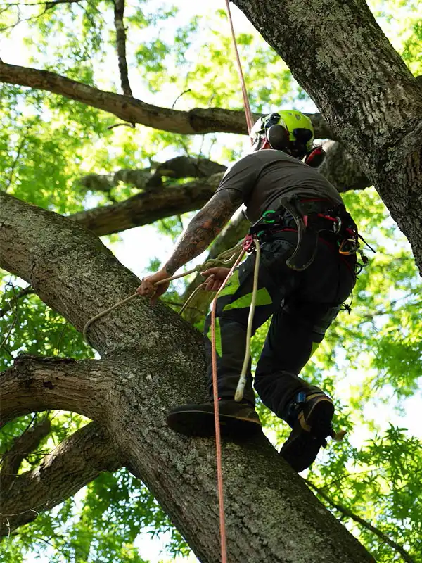 A professional climbs up a tree secured by a harness. This image is for the service page "Tree Services Raleigh NC."