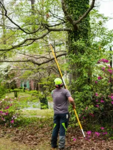 A professional uses a long tree trimmer to conduct tree trimming services in Raleigh.