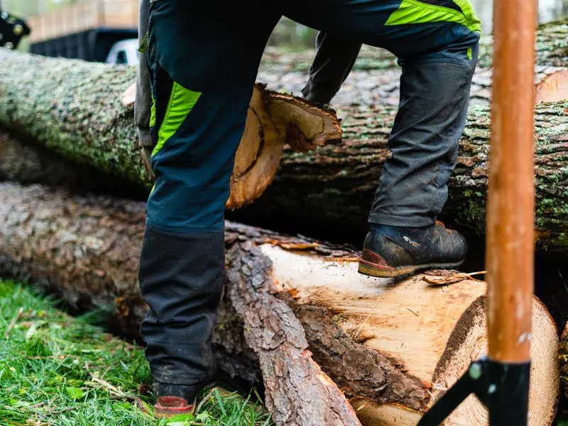 A professional conducts tree removal in Apex by sawing a tree.