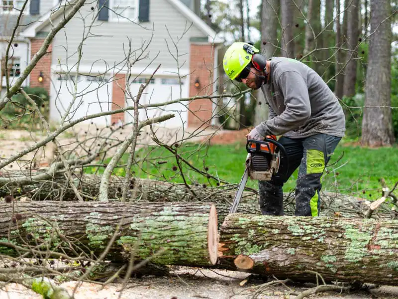 A professional conducts tree removal in Apex by sawing a tree with a chainsaw.