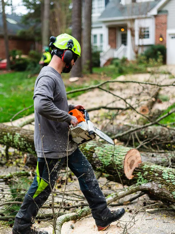 A professional provides tree removal in Raleigh by sawing a tree.