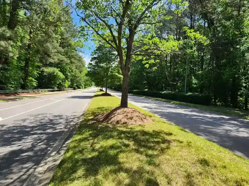 Tree in a grassy median to represent the importance of root pruning and root inspections.
