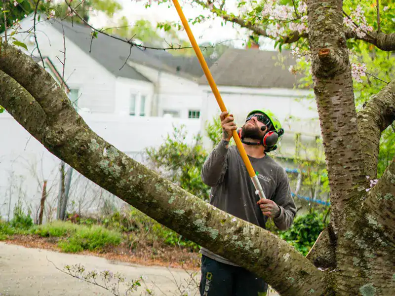 A man trims a tree. This image accompanies the page Tree Service in Cary NC.