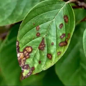 Dark brown spots on a dogwood leaf, also known as Dogwood anthracnose.