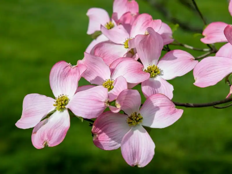 A flowering dogwood tree
