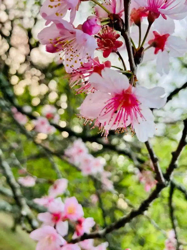 Cherry blossoms. Image complements the blog "How to Prune Ornamental Trees."