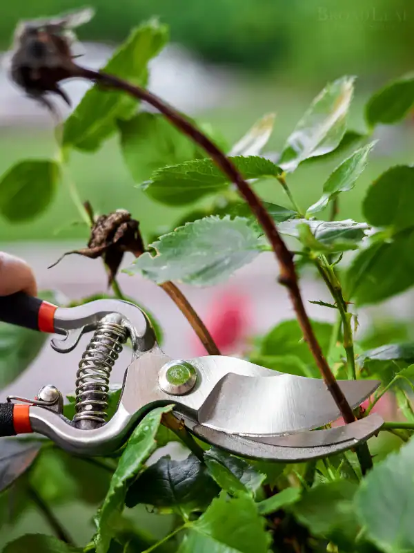 Pruning rose bush. Image complements the blog "How to Prune Ornamental Trees."