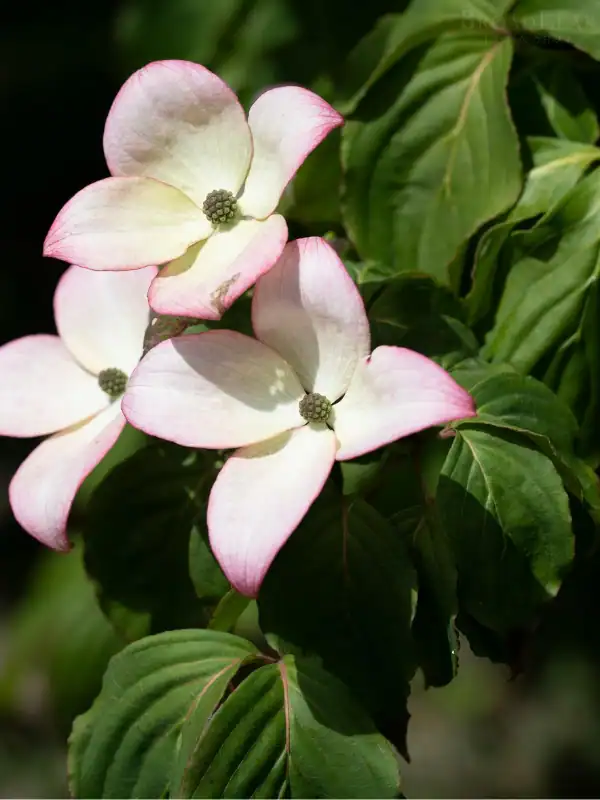 Dogwood blossoms. Image complements the blog "How to Prune Ornamental Trees."