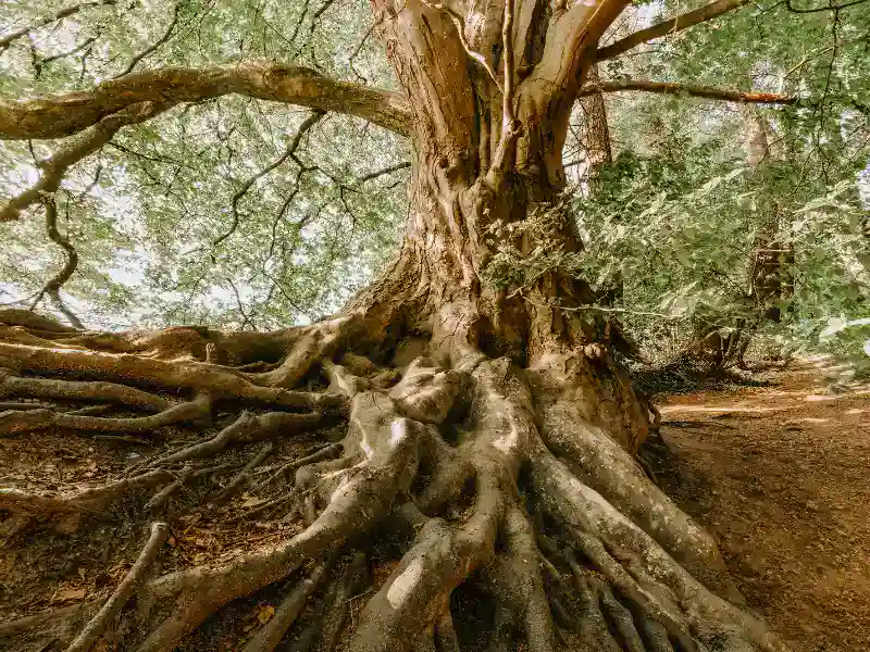 Roots of an ancient, large tree. Image complements the blog regarding The Top Signs of a Dying Tree.