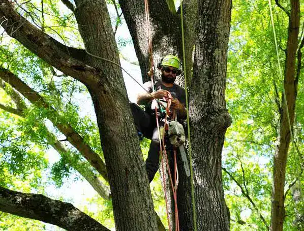 Professional in tree trimming it. Image complements the blog regarding Signs of a Dying Tree.