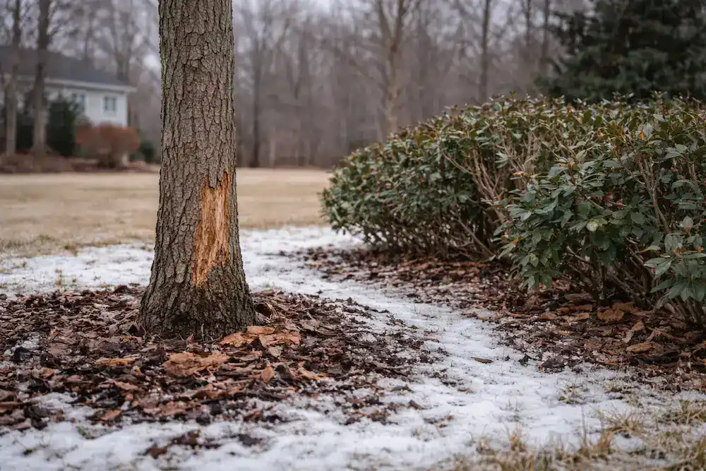 Winter Service Protection For Roots Winter Tree Protection Tips for Frost & Wind