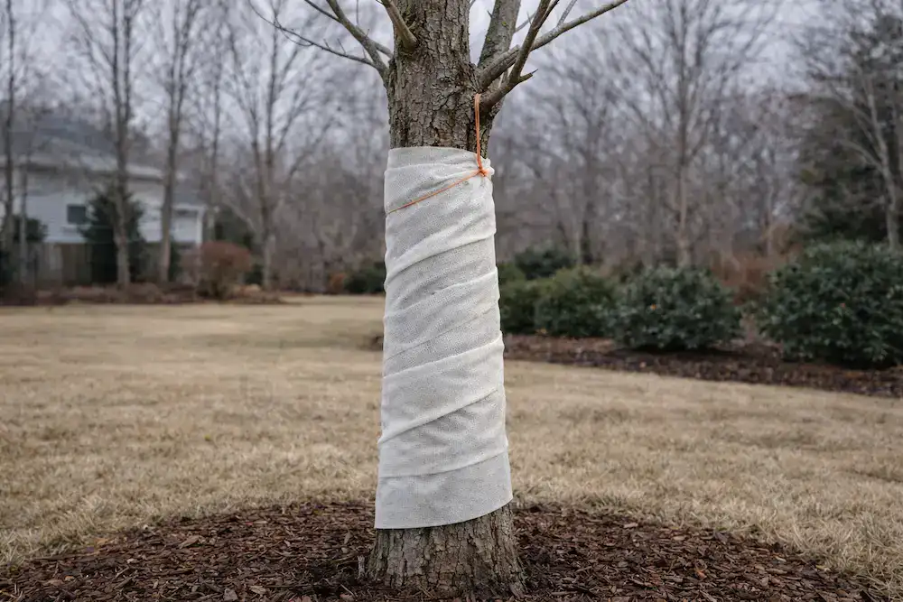 a tree wrapped for winter tree protection