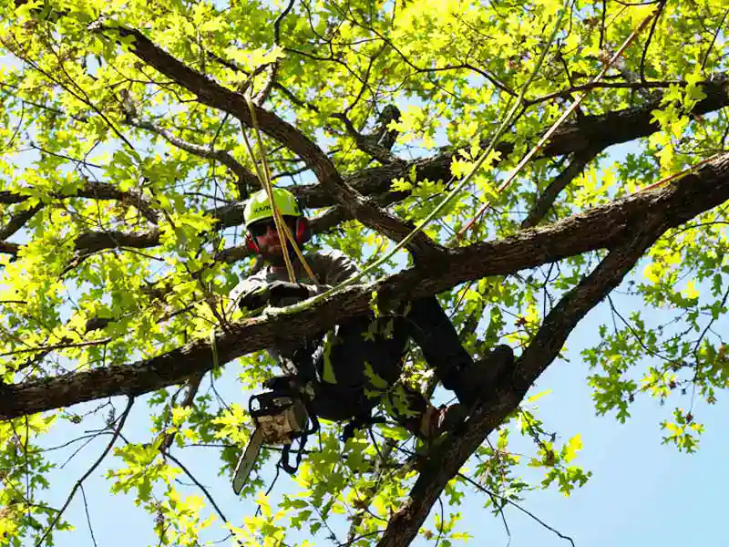 A man in a tree provides a tree removal service in Apex, NC.