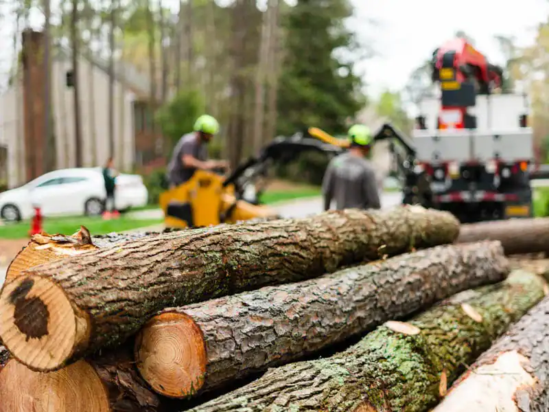 Commercial tree service crew removing cut tree logs in Raleigh, NC