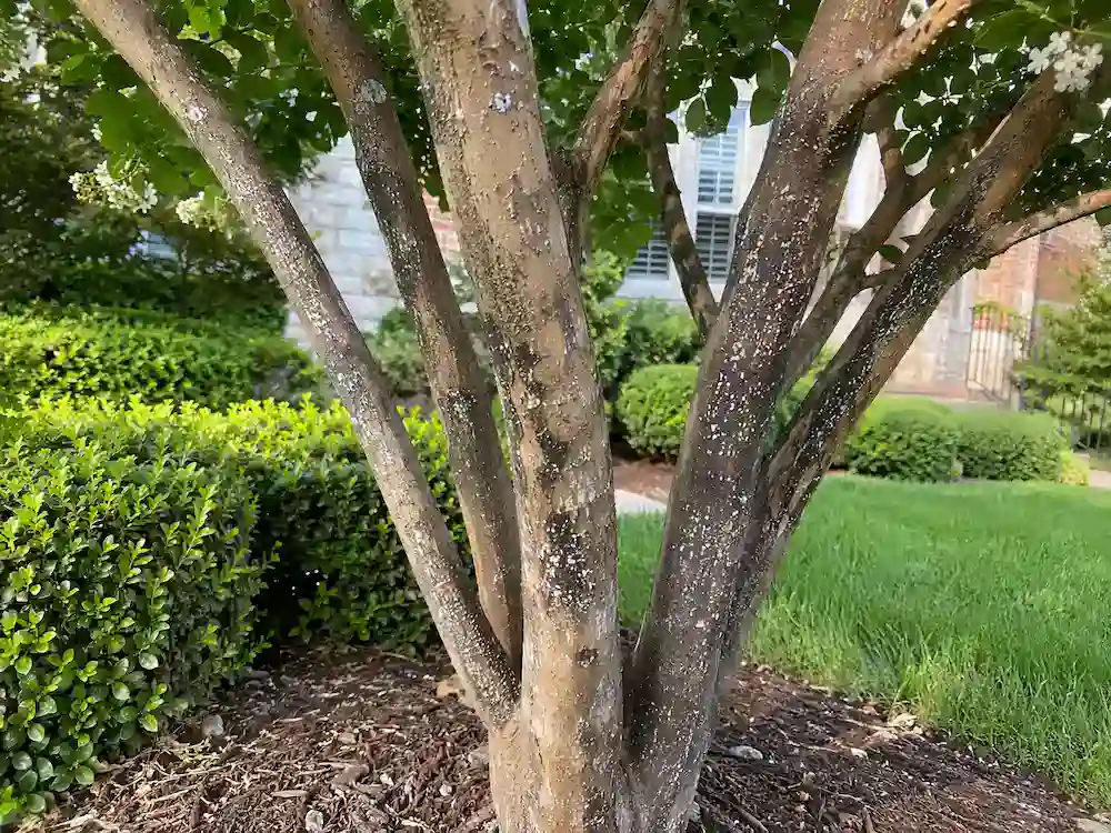 Crape myrtle bark scale treatment in Raleigh for white scale and black sooty mold