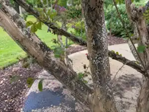 Crape myrtle bark scale tree damage with white scale clusters and black sooty mold
