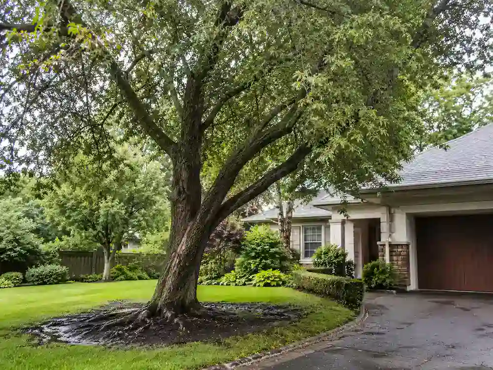 Root rot treatment in NC for a mature tree with wet soil and exposed roots near a residential property