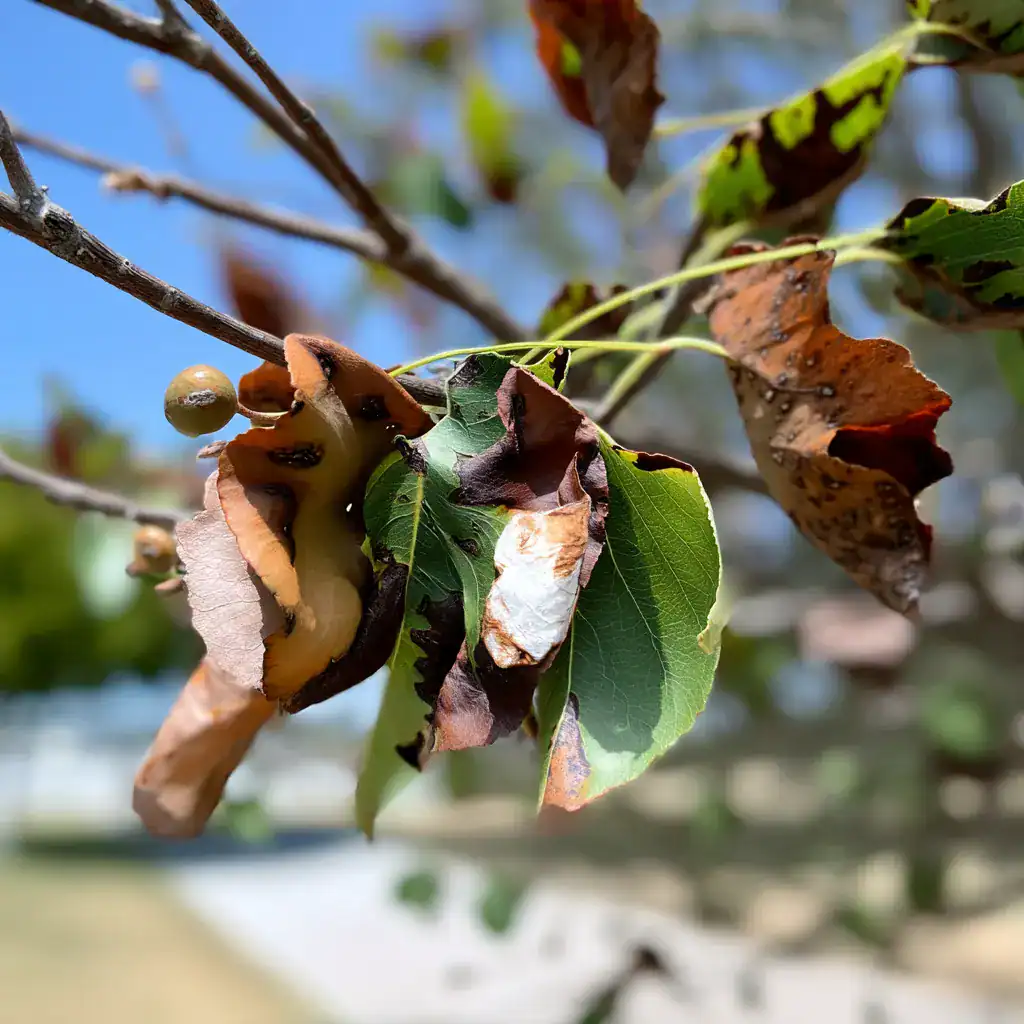 drought stress on trees, including brown dried leaves.