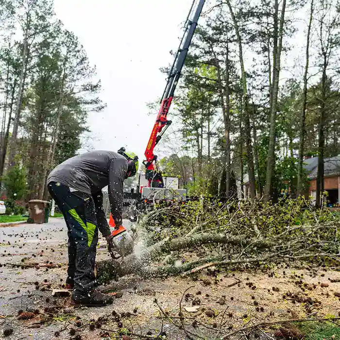 A man saws a tree trunk.