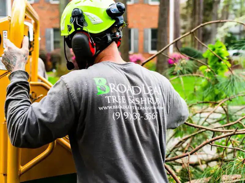 commercial tree maintenance in morrisville nc
