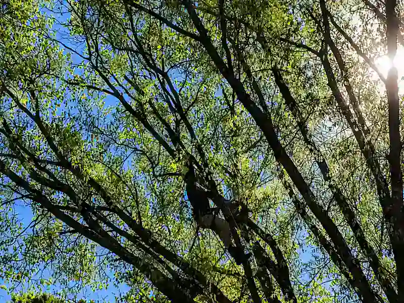Tree top climber in sunlight, commercial tree services Holly Springs, including commercial tree removal, trimming, and plant health care.