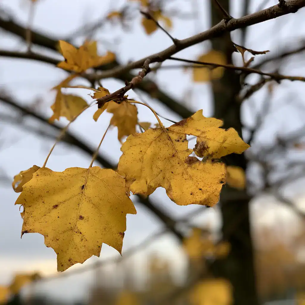 Yellow leaves showing decline. Image complements the blog: Plant Health Care vs Tree Removal