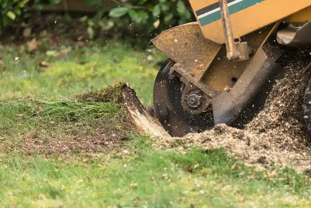 stump grinding in morrisville