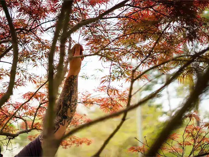 commercial tree services, including plant health care Raleigh.