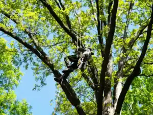 arborist in tree provides tree pruning Durham prefers.