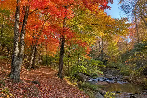 autumn trees by a stream. best time to prune trees in North Carolina, best time to prune trees in Durham, North Carolina